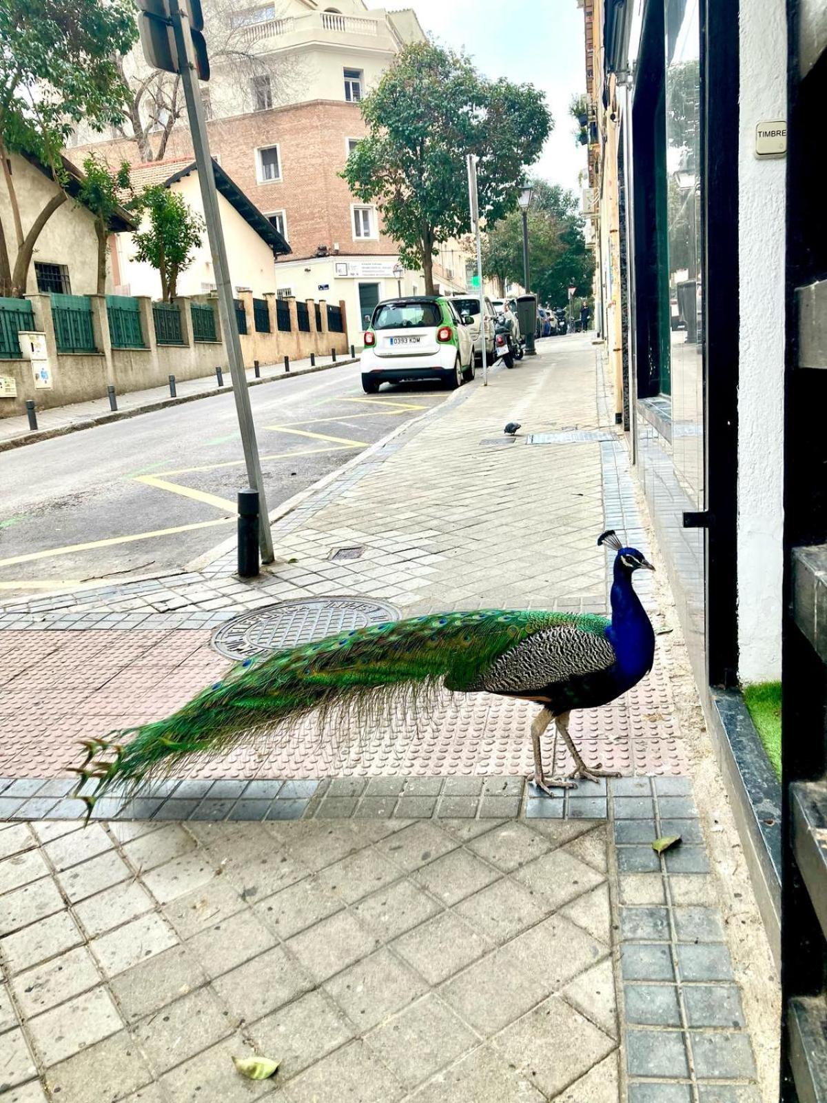Apartamento Cerca Wizink Center Movistar Arena Y Plaza Toros Las Ventas En Barrio De Salamanca Madrid Exterior foto